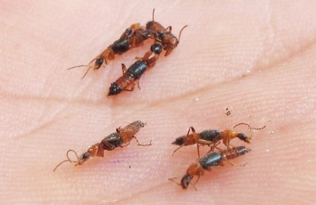Nọc độc kiến ba khoang mạnh gấp 15 lần rắn hổ mang